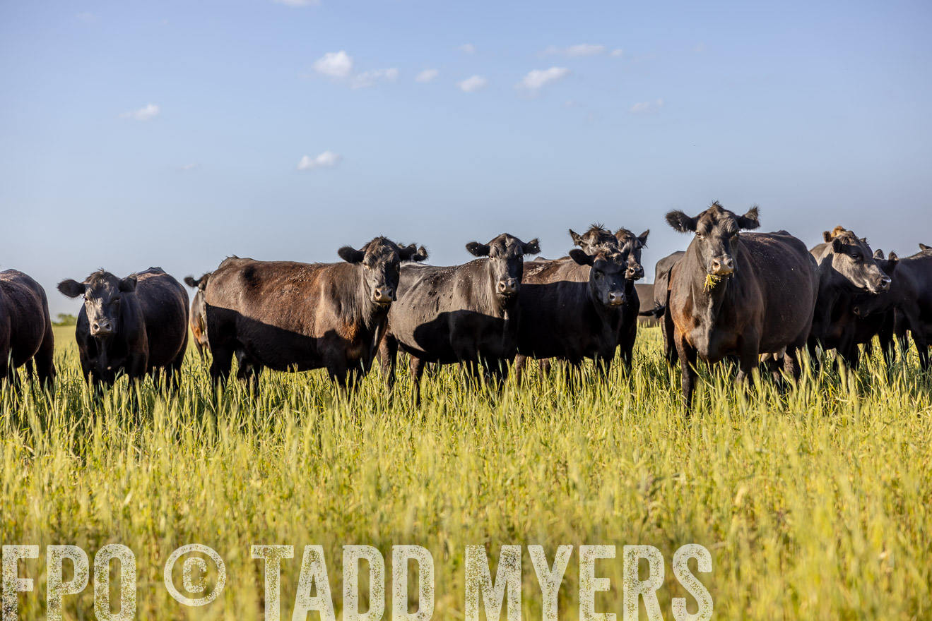 TMyers_PP_CircleBarRanch_TruscottTX_April2024-519364