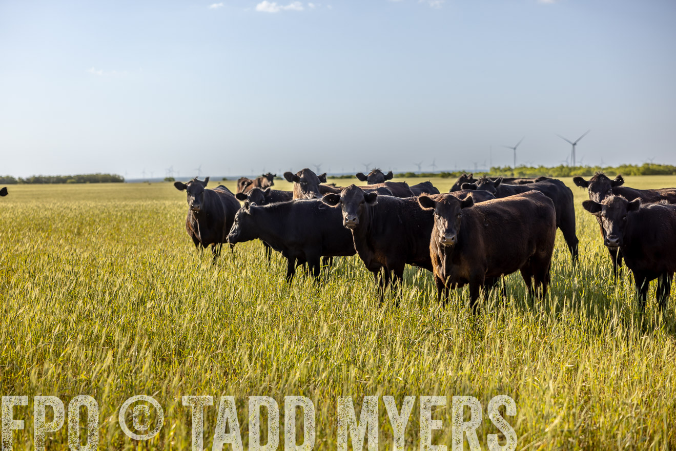 TMyers_PP_CircleBarRanch_TruscottTX_April2024-519370
