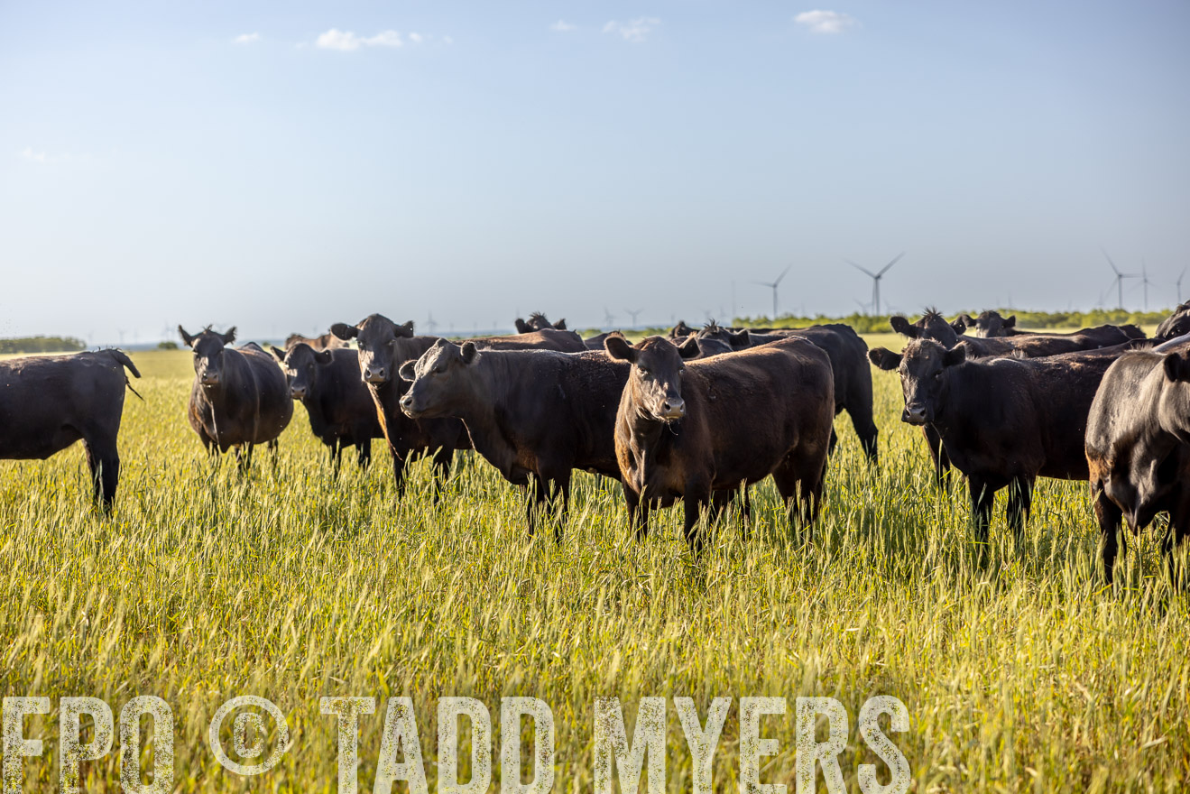 TMyers_PP_CircleBarRanch_TruscottTX_April2024-519375