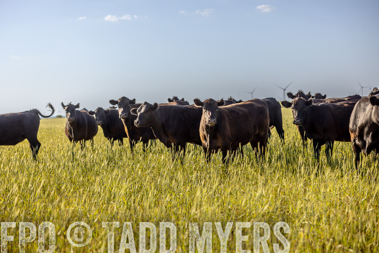 TMyers_PP_CircleBarRanch_TruscottTX_April2024-519376