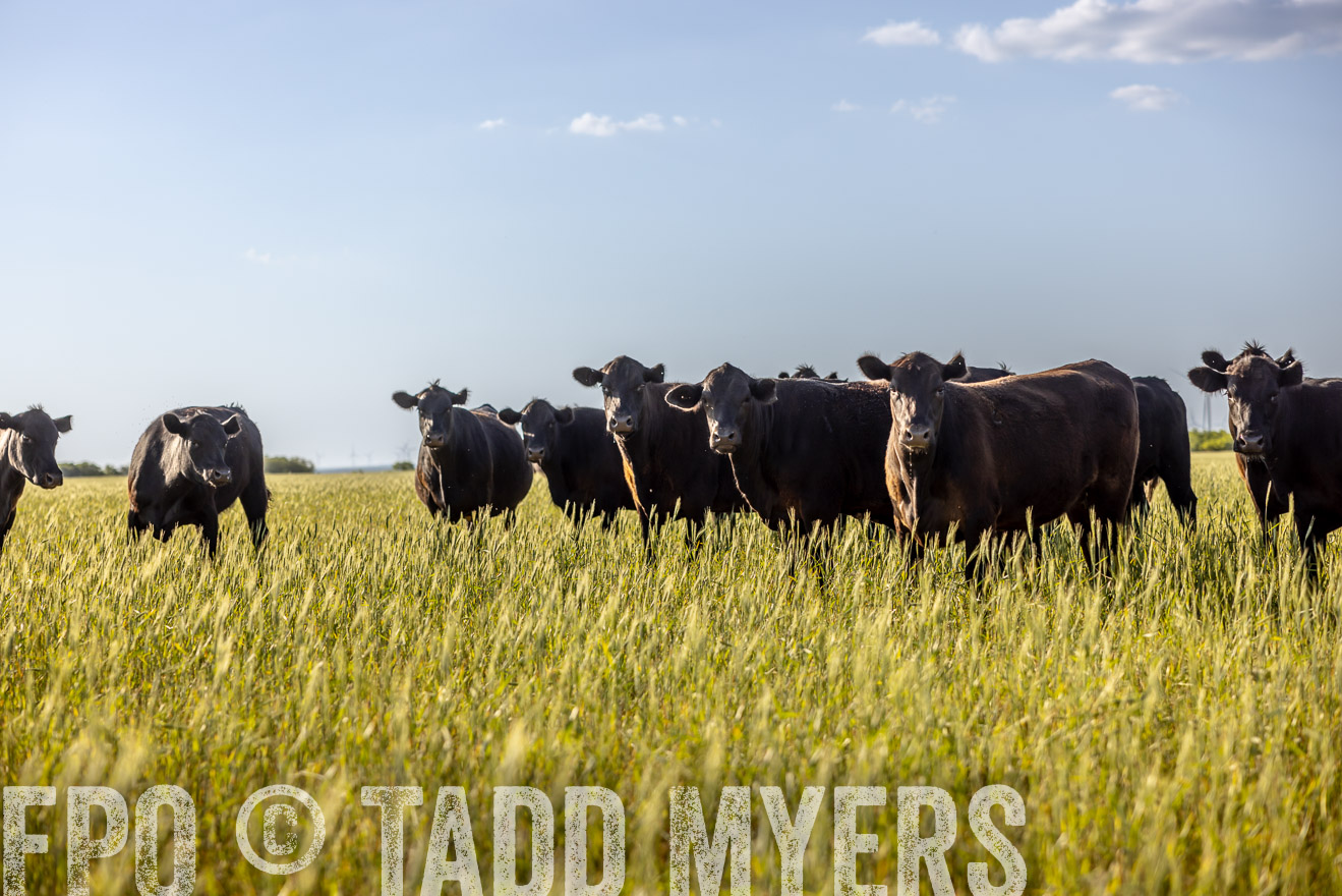 TMyers_PP_CircleBarRanch_TruscottTX_April2024-519377
