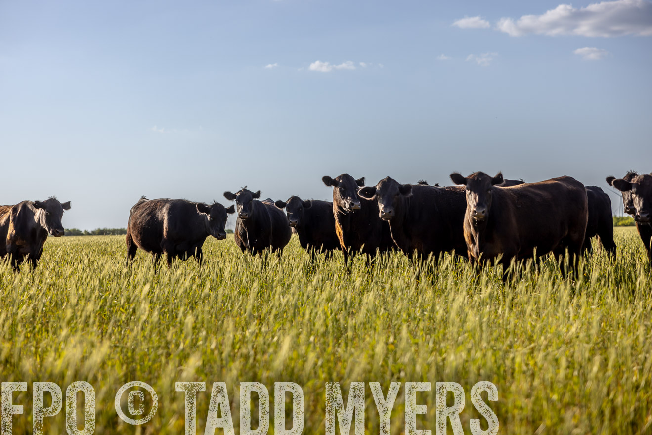 TMyers_PP_CircleBarRanch_TruscottTX_April2024-519379
