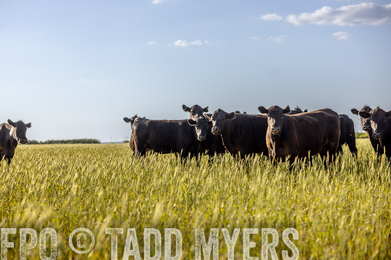 TMyers_PP_CircleBarRanch_TruscottTX_April2024-519383