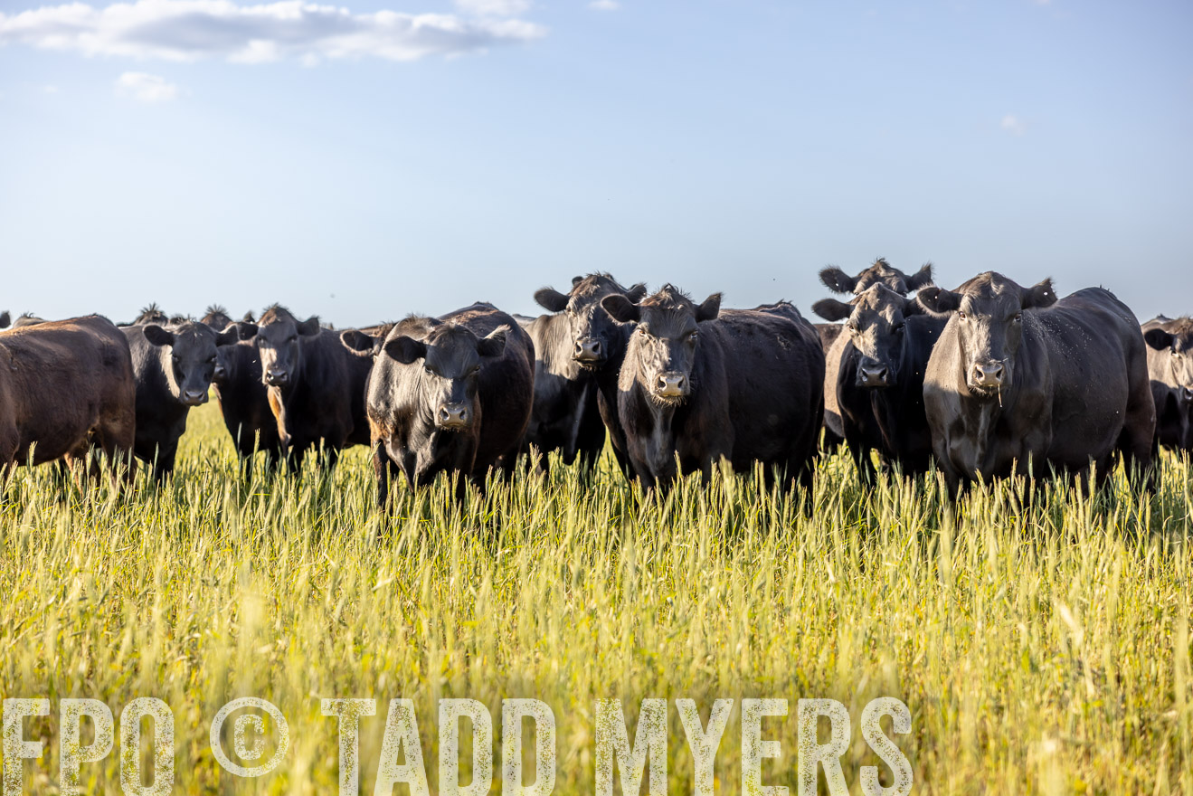 TMyers_PP_CircleBarRanch_TruscottTX_April2024-519386