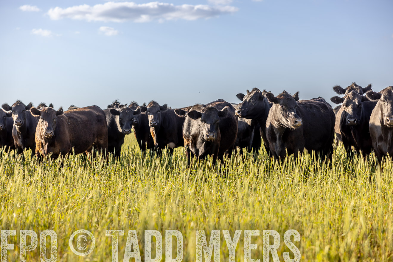 TMyers_PP_CircleBarRanch_TruscottTX_April2024-519390