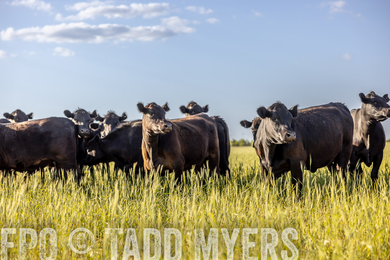 TMyers_PP_CircleBarRanch_TruscottTX_April2024-519397