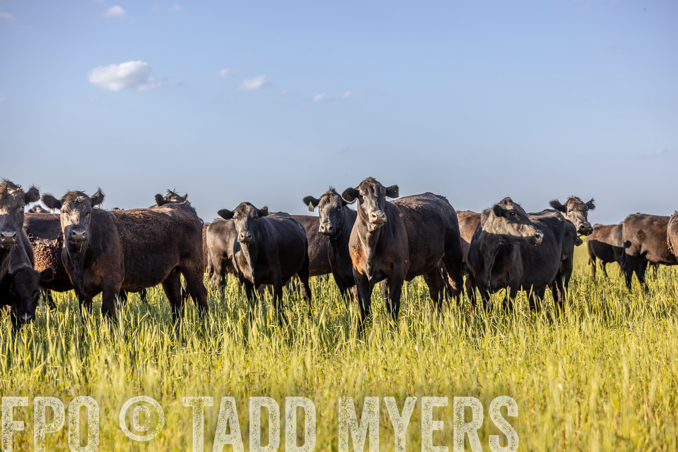 TMyers_PP_CircleBarRanch_TruscottTX_April2024-519418