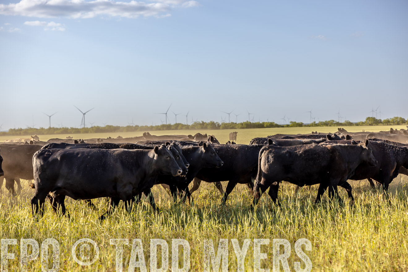 TMyers_PP_CircleBarRanch_TruscottTX_April2024-519428