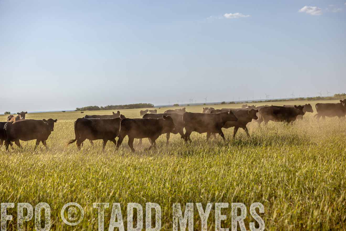 TMyers_PP_CircleBarRanch_TruscottTX_April2024-519437