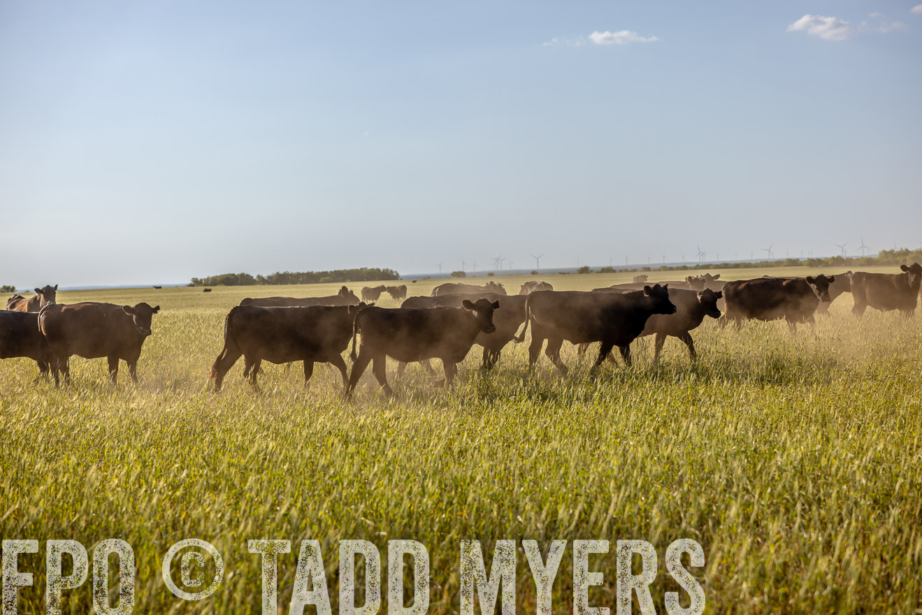 TMyers_PP_CircleBarRanch_TruscottTX_April2024-519439