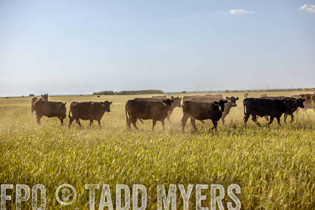 TMyers_PP_CircleBarRanch_TruscottTX_April2024-519441