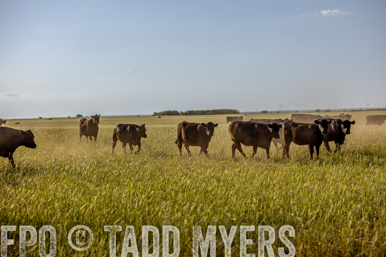 TMyers_PP_CircleBarRanch_TruscottTX_April2024-519444