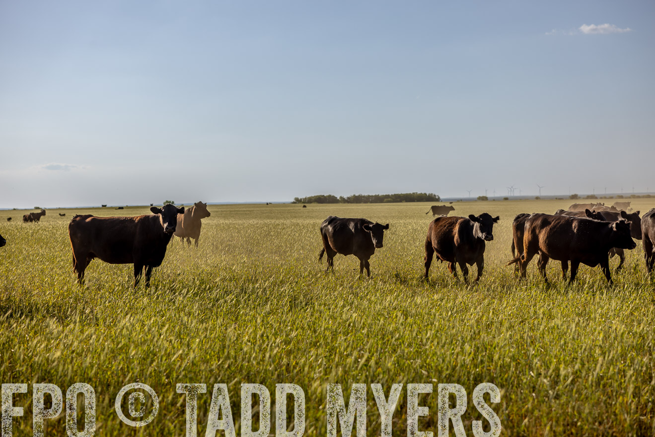 TMyers_PP_CircleBarRanch_TruscottTX_April2024-519449