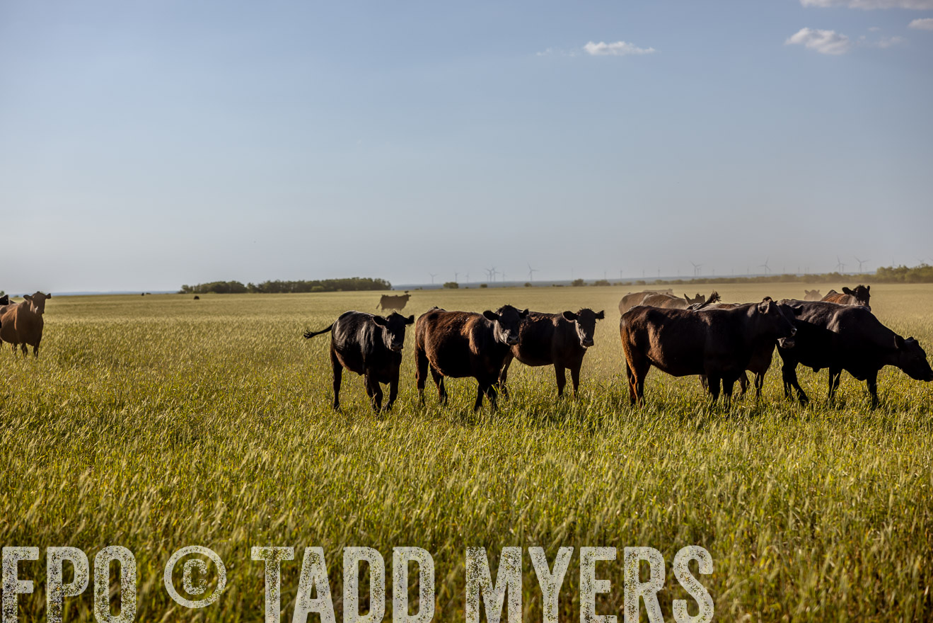 TMyers_PP_CircleBarRanch_TruscottTX_April2024-519453