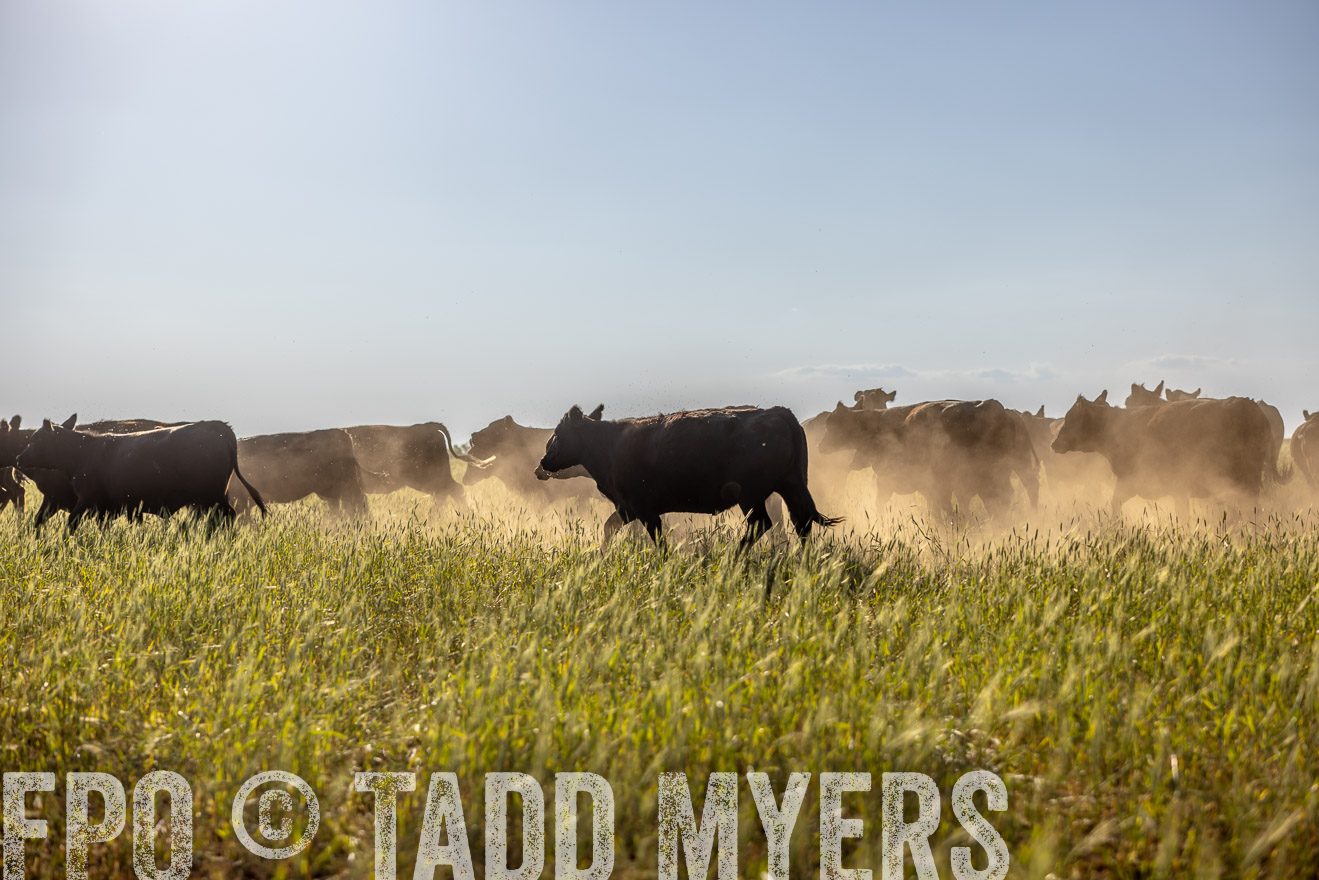 TMyers_PP_CircleBarRanch_TruscottTX_April2024-519464