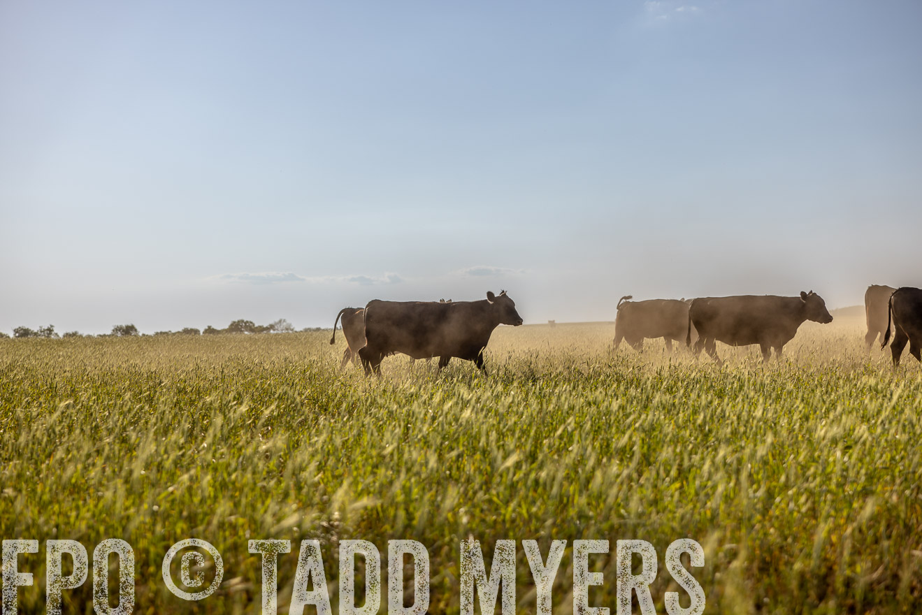 TMyers_PP_CircleBarRanch_TruscottTX_April2024-519480