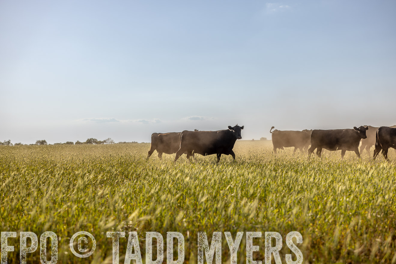 TMyers_PP_CircleBarRanch_TruscottTX_April2024-519482
