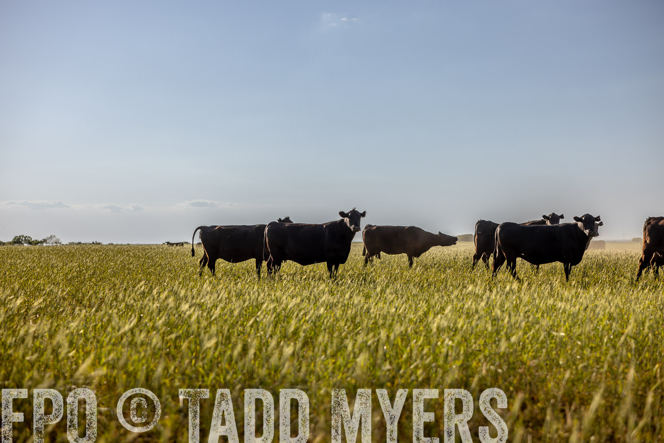 TMyers_PP_CircleBarRanch_TruscottTX_April2024-519490