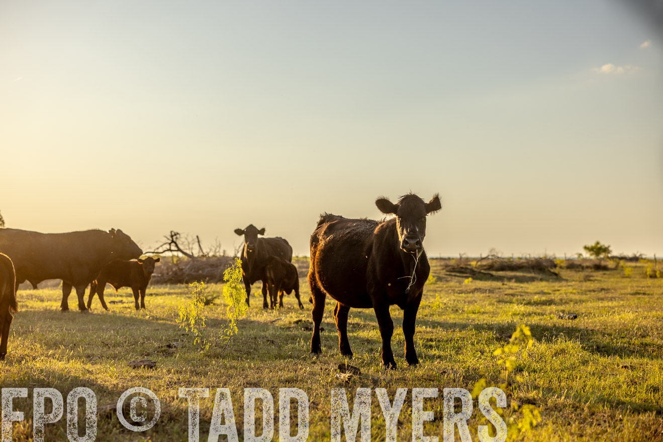 TMyers_PP_CircleBarRanch_TruscottTX_April2024-519522