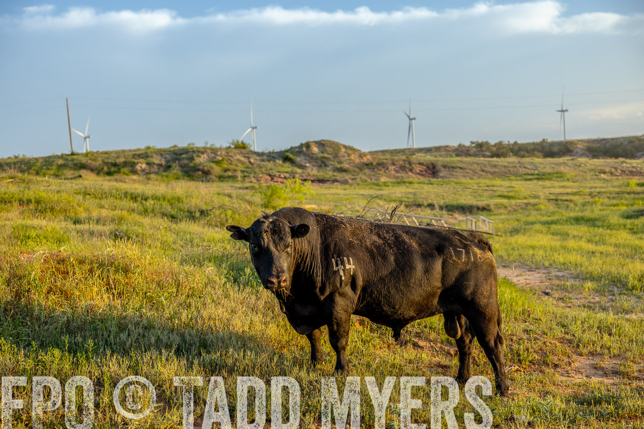 TMyers_PP_CircleBarRanch_TruscottTX_April2024-519527