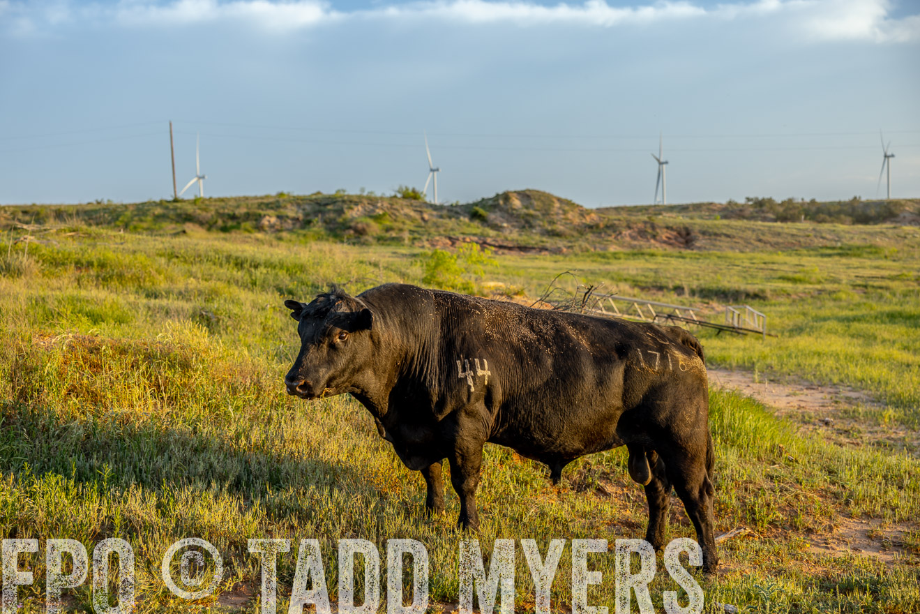TMyers_PP_CircleBarRanch_TruscottTX_April2024-519529