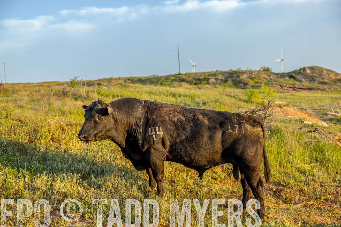 TMyers_PP_CircleBarRanch_TruscottTX_April2024-519532