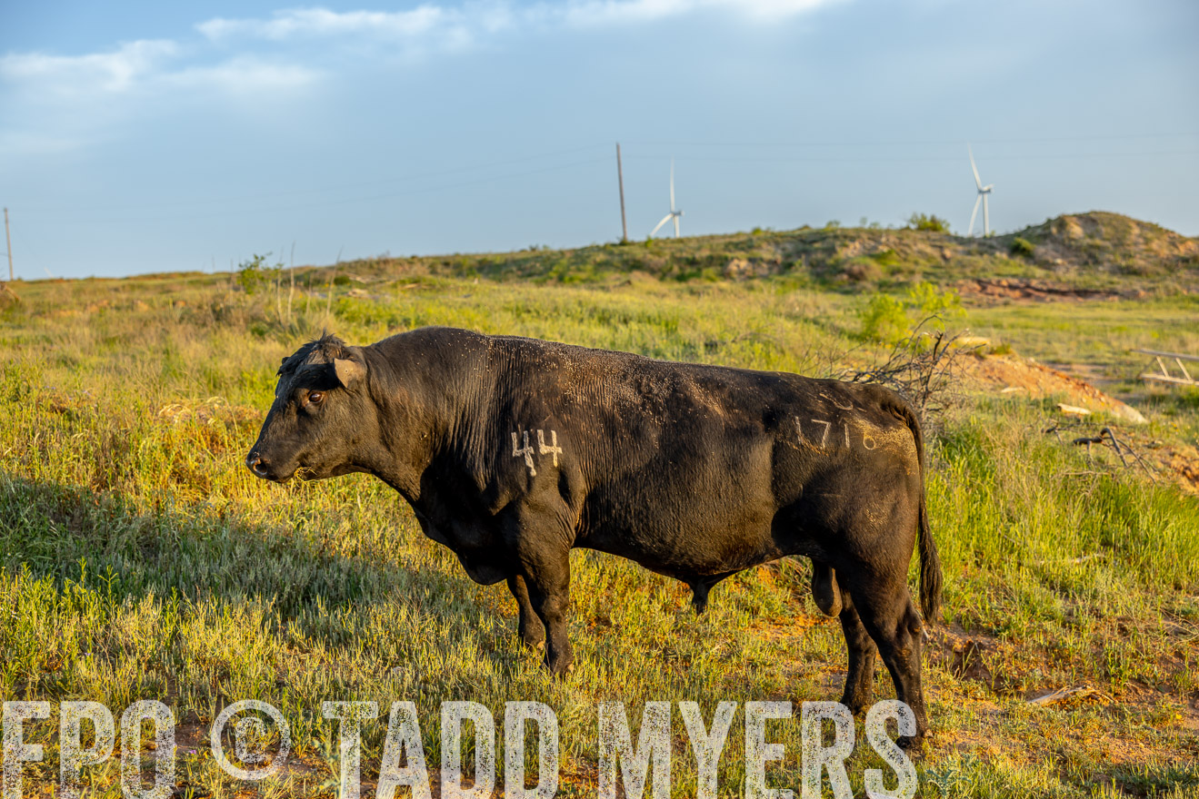 TMyers_PP_CircleBarRanch_TruscottTX_April2024-519534