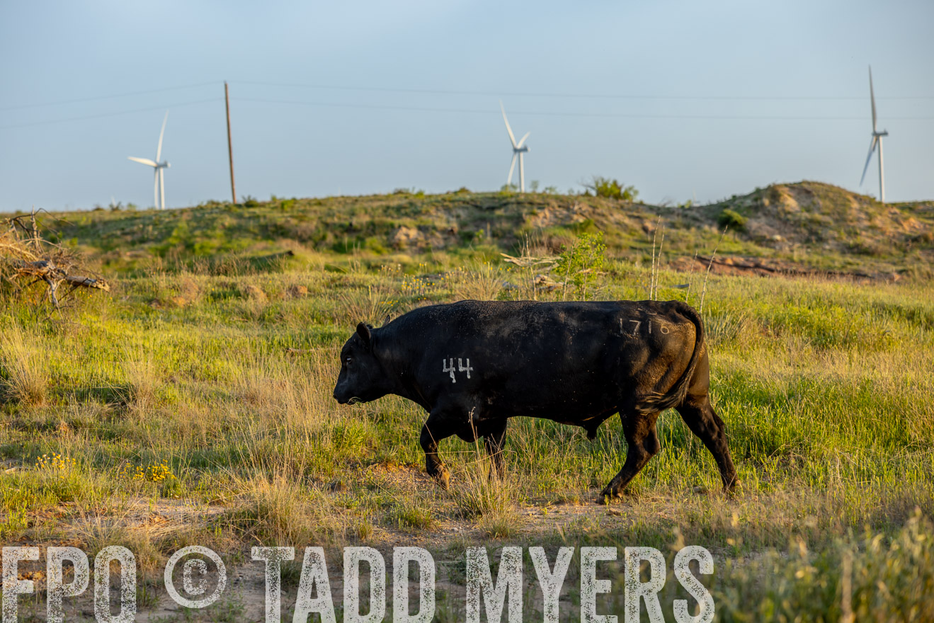 TMyers_PP_CircleBarRanch_TruscottTX_April2024-519541