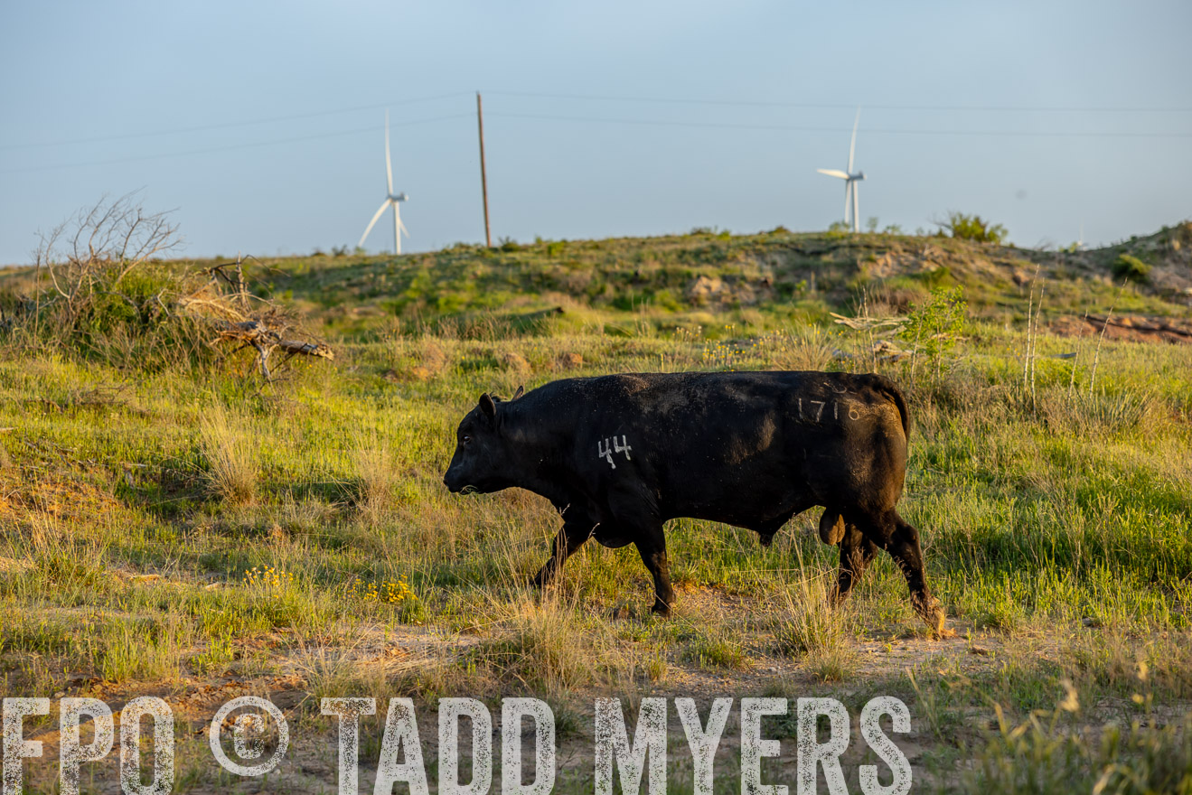 TMyers_PP_CircleBarRanch_TruscottTX_April2024-519543
