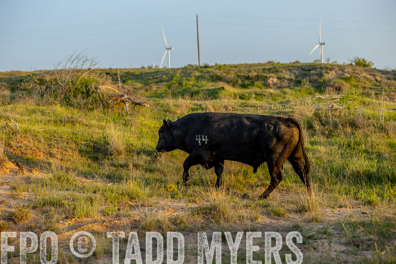TMyers_PP_CircleBarRanch_TruscottTX_April2024-519544