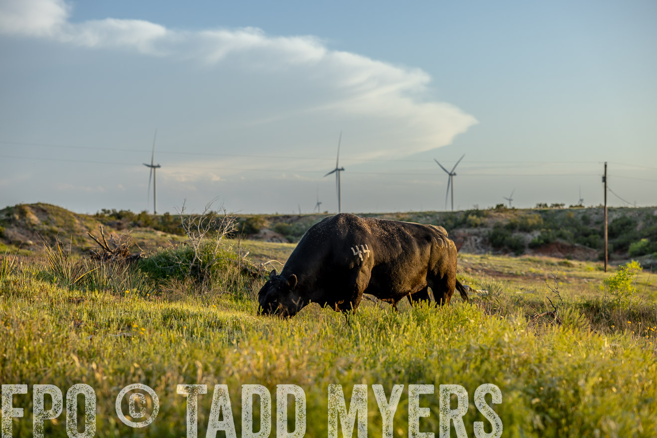 TMyers_PP_CircleBarRanch_TruscottTX_April2024-519548