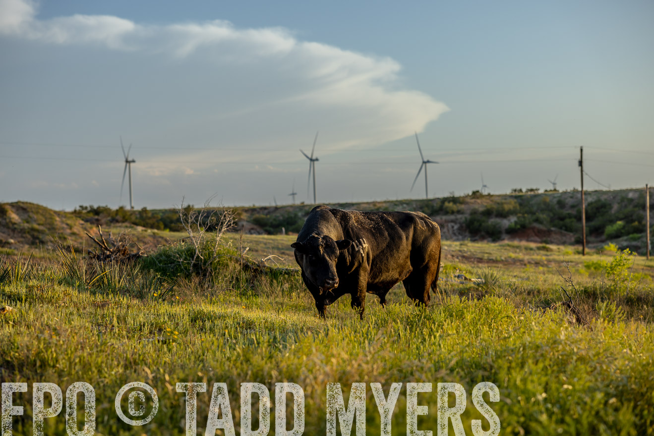 TMyers_PP_CircleBarRanch_TruscottTX_April2024-519553