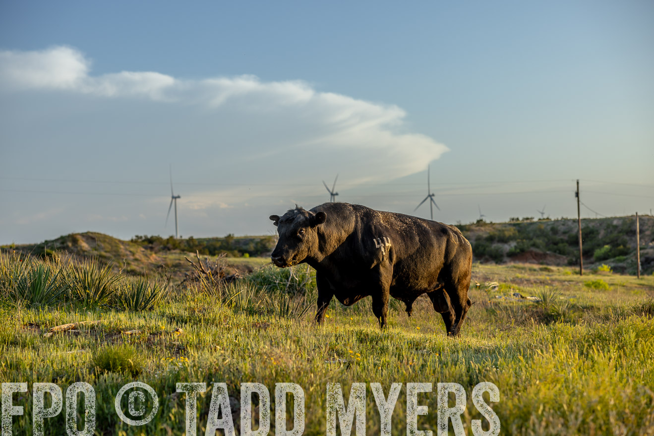 TMyers_PP_CircleBarRanch_TruscottTX_April2024-519557