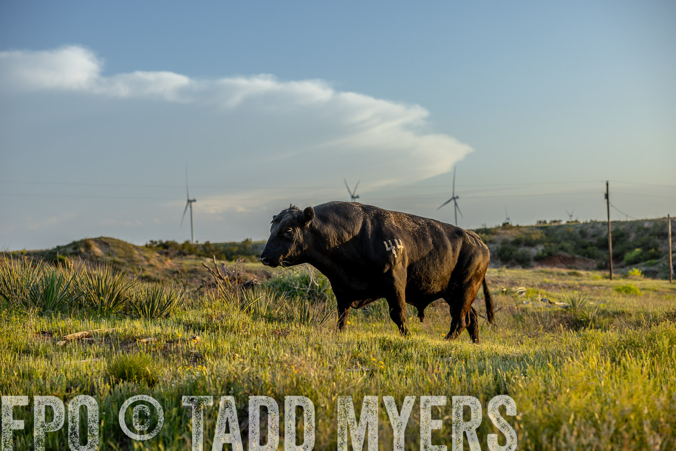 TMyers_PP_CircleBarRanch_TruscottTX_April2024-519558