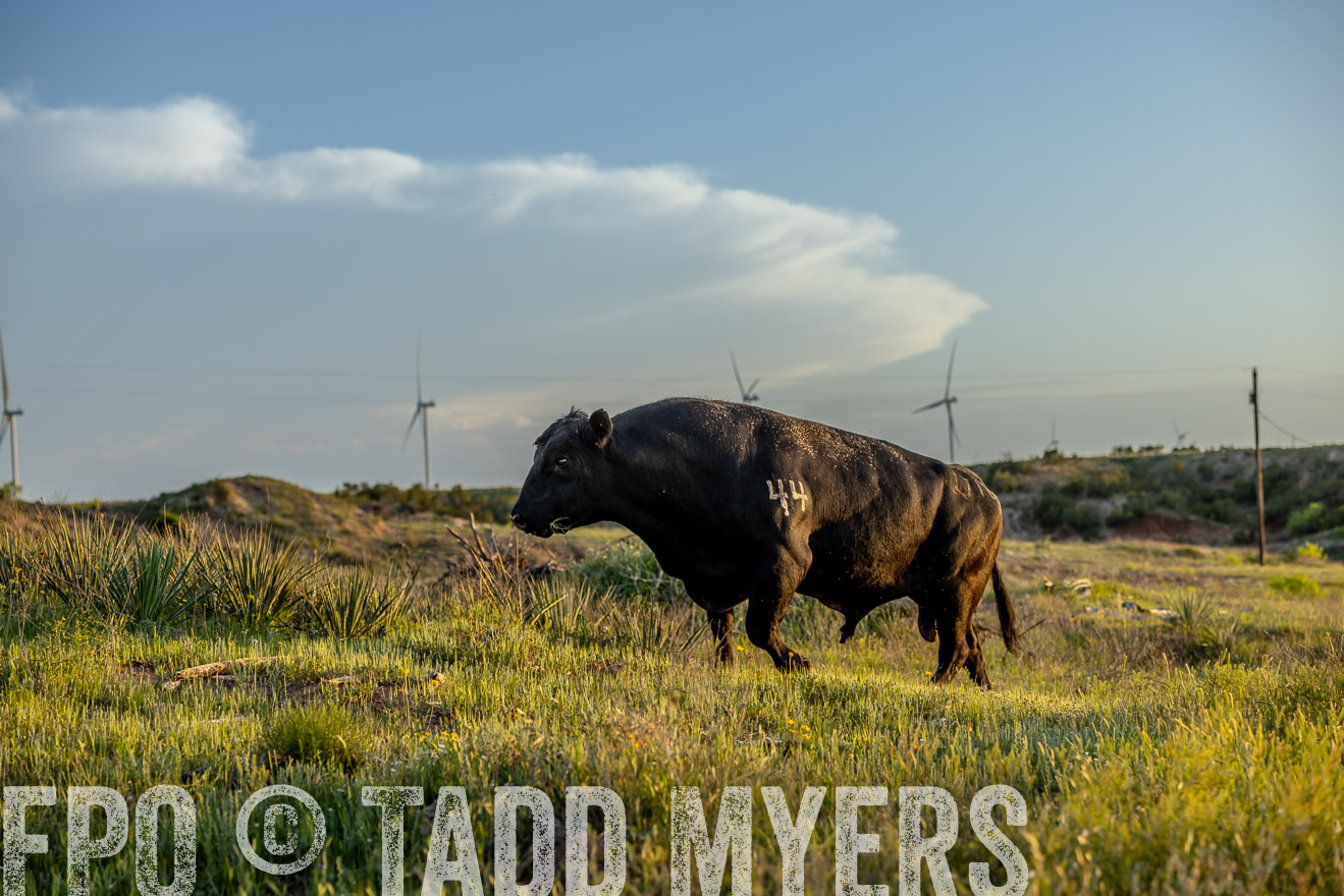 TMyers_PP_CircleBarRanch_TruscottTX_April2024-519559