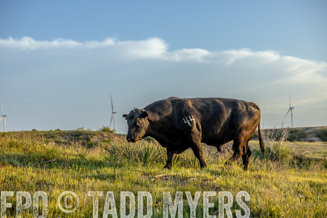 TMyers_PP_CircleBarRanch_TruscottTX_April2024-519562