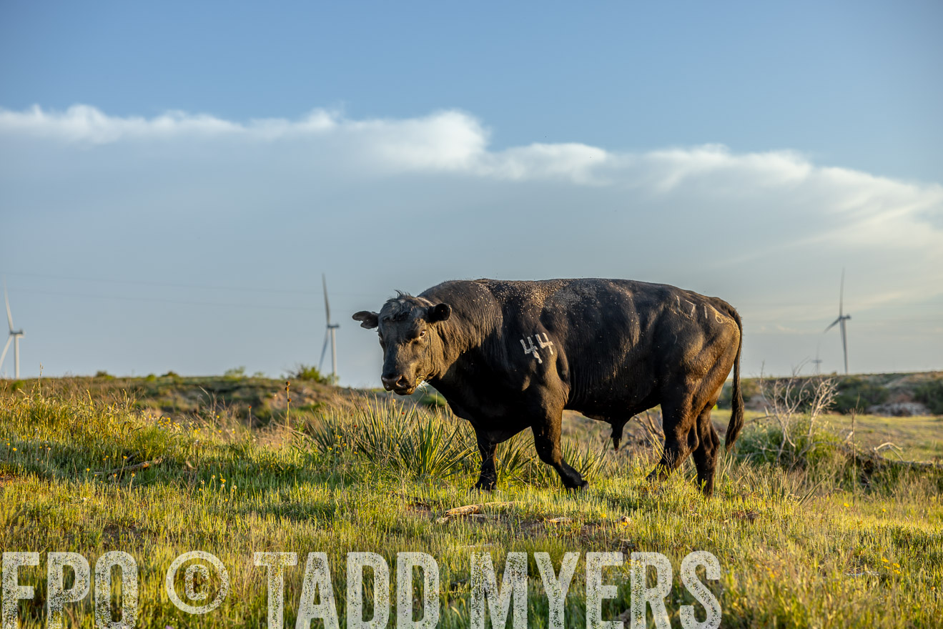 TMyers_PP_CircleBarRanch_TruscottTX_April2024-519564