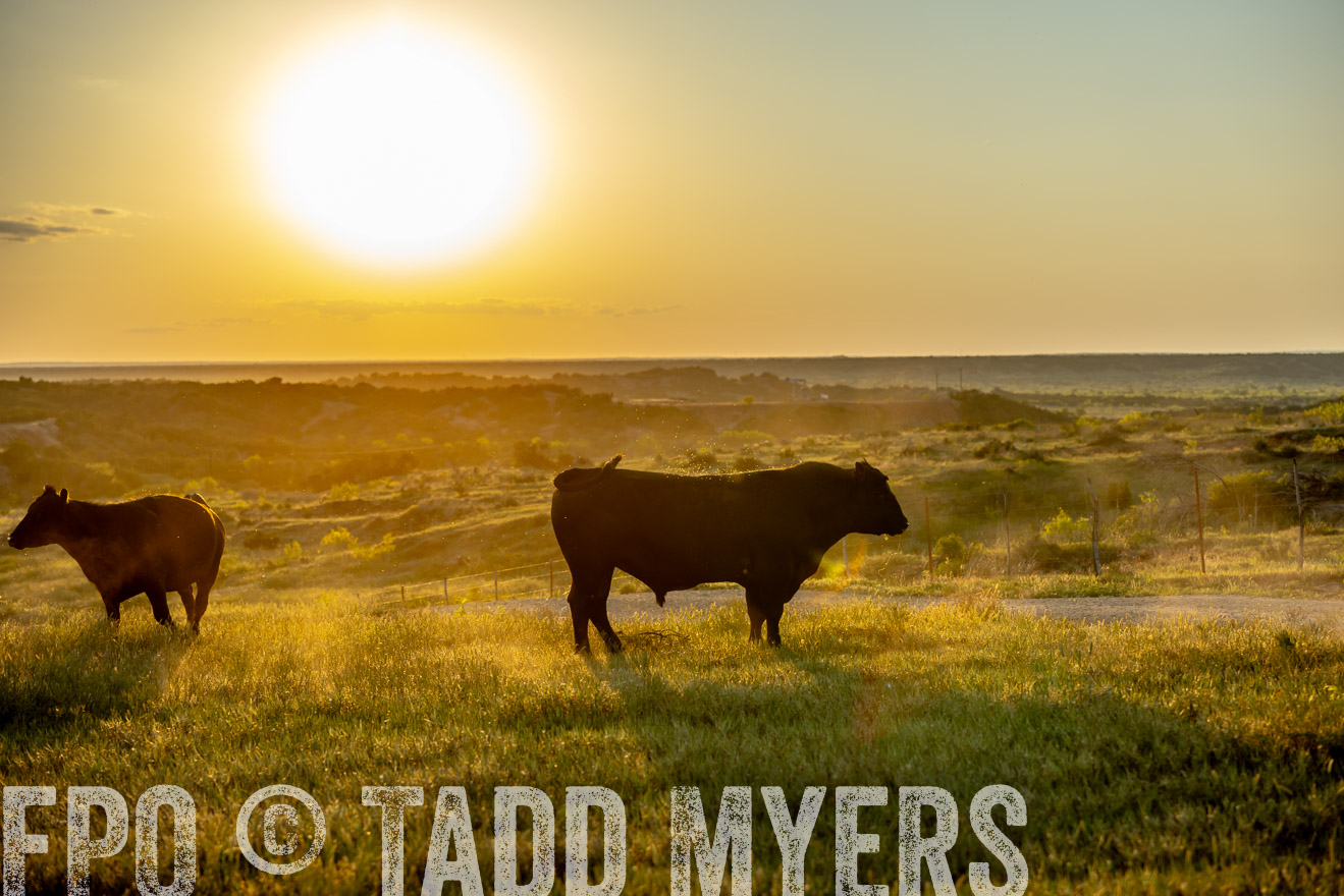 TMyers_PP_CircleBarRanch_TruscottTX_April2024-519574