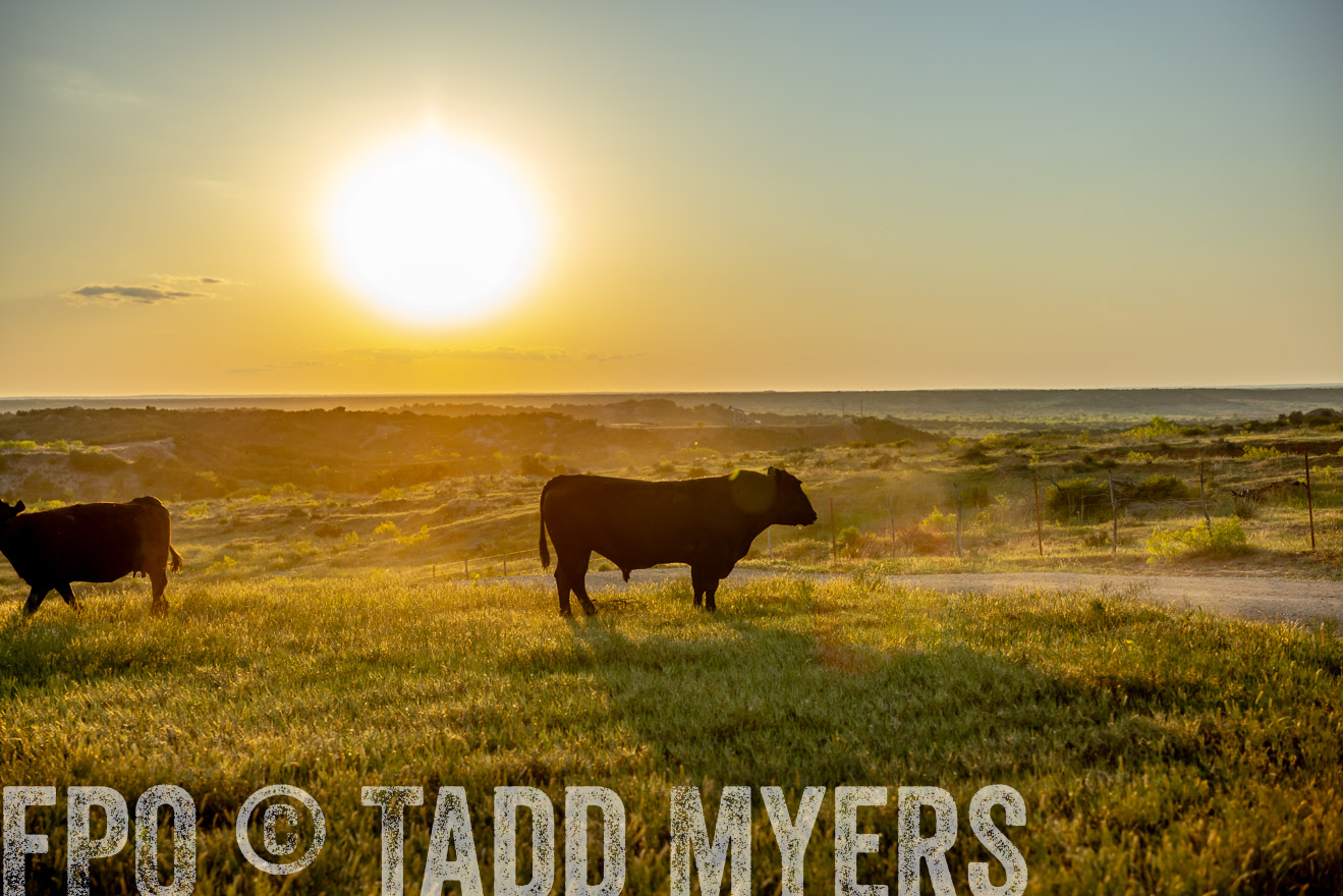 TMyers_PP_CircleBarRanch_TruscottTX_April2024-519577