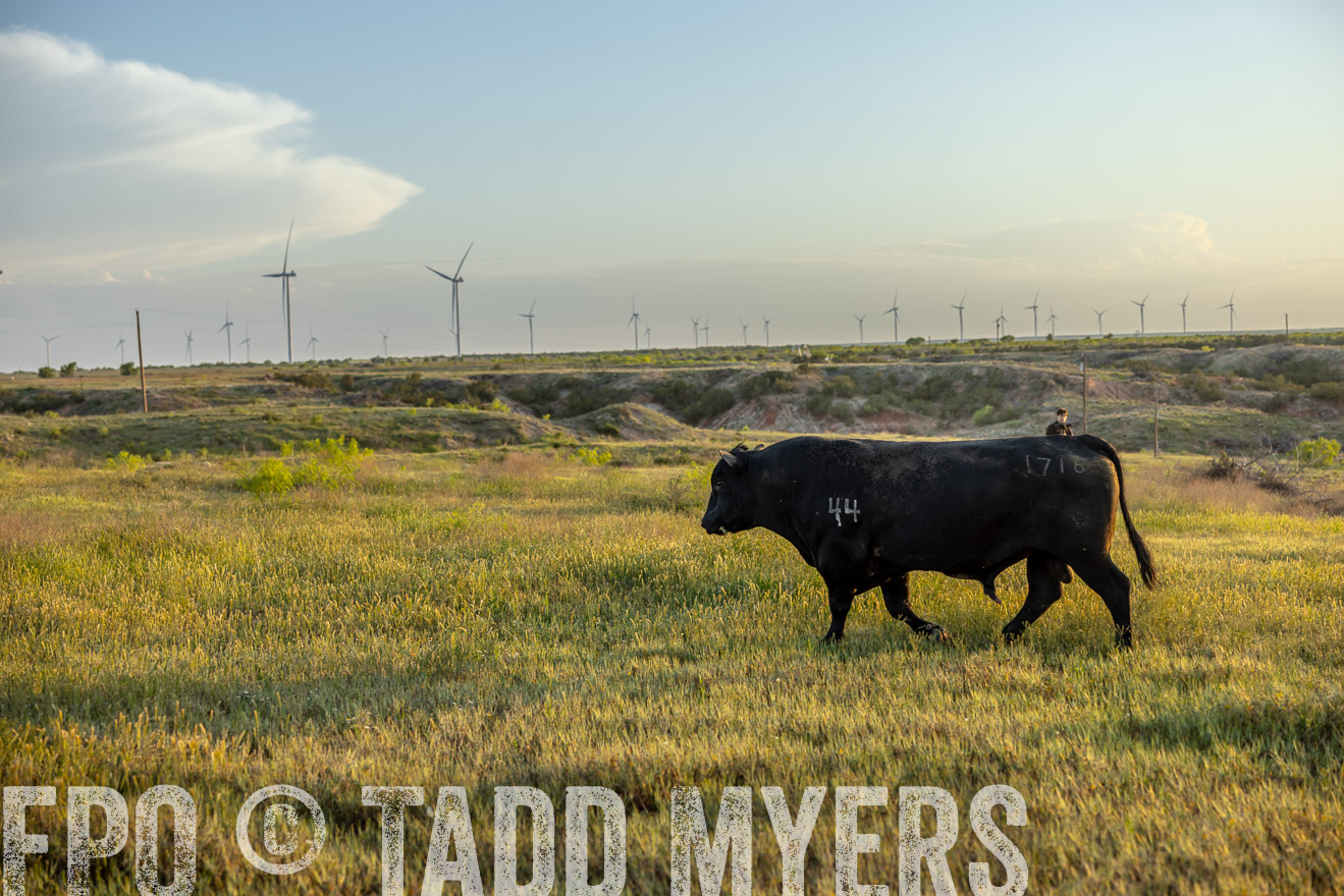 TMyers_PP_CircleBarRanch_TruscottTX_April2024-519580