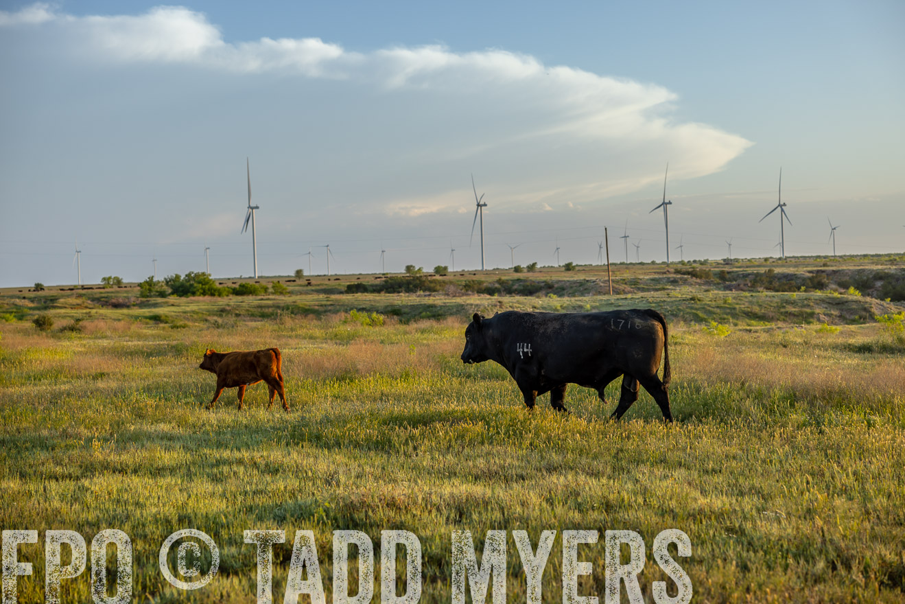 TMyers_PP_CircleBarRanch_TruscottTX_April2024-519587