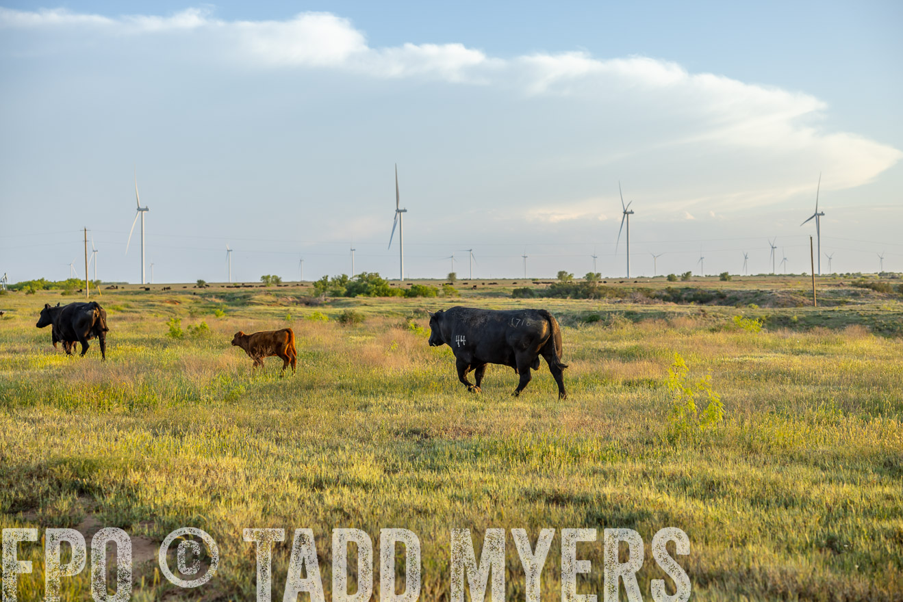 TMyers_PP_CircleBarRanch_TruscottTX_April2024-519591