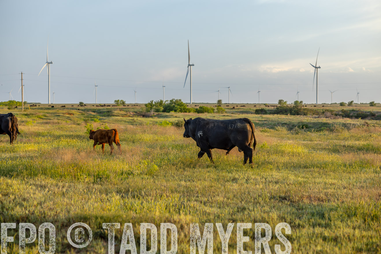 TMyers_PP_CircleBarRanch_TruscottTX_April2024-519593