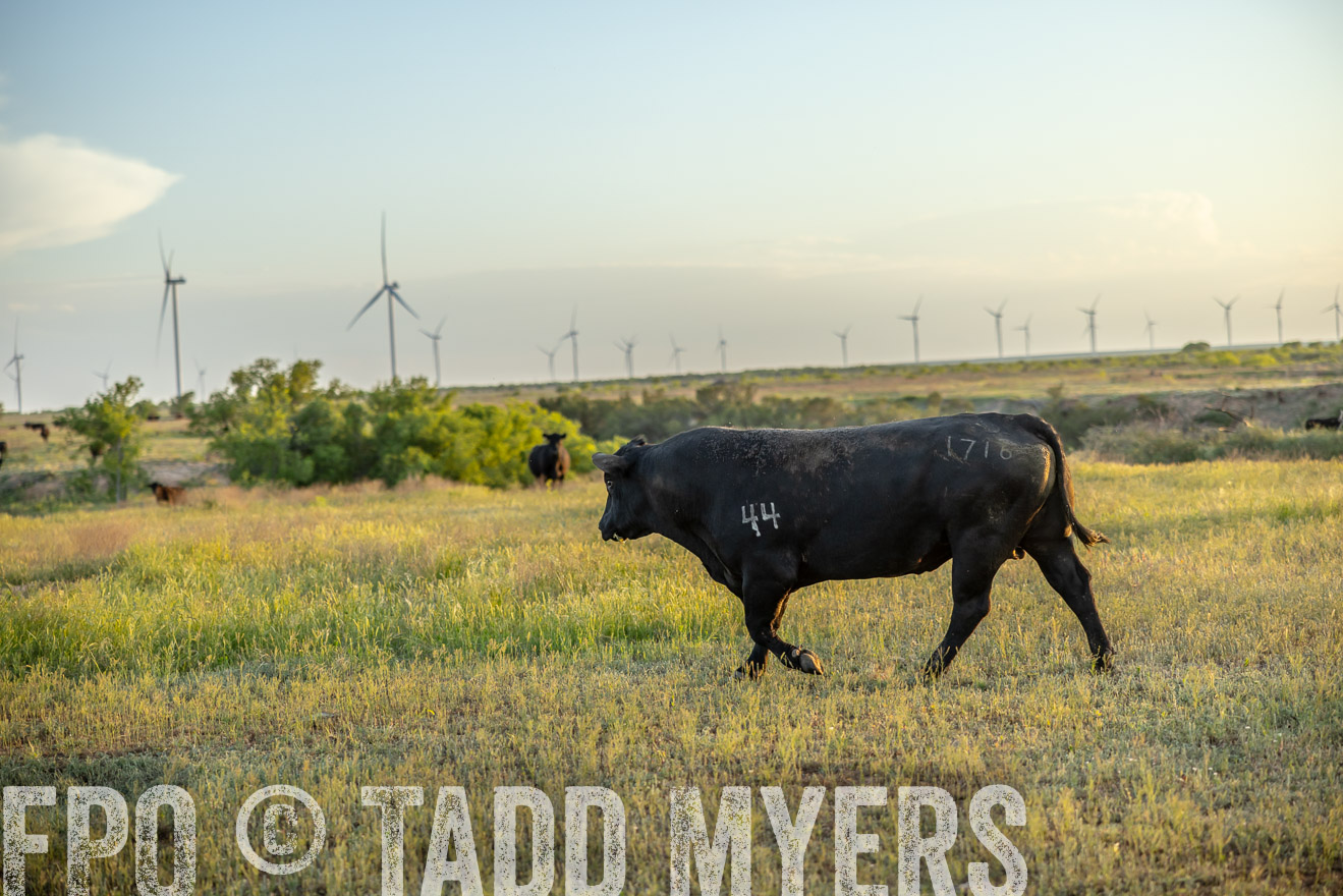 TMyers_PP_CircleBarRanch_TruscottTX_April2024-519597