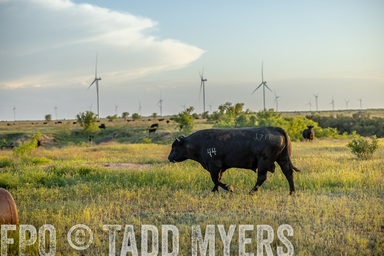TMyers_PP_CircleBarRanch_TruscottTX_April2024-519599