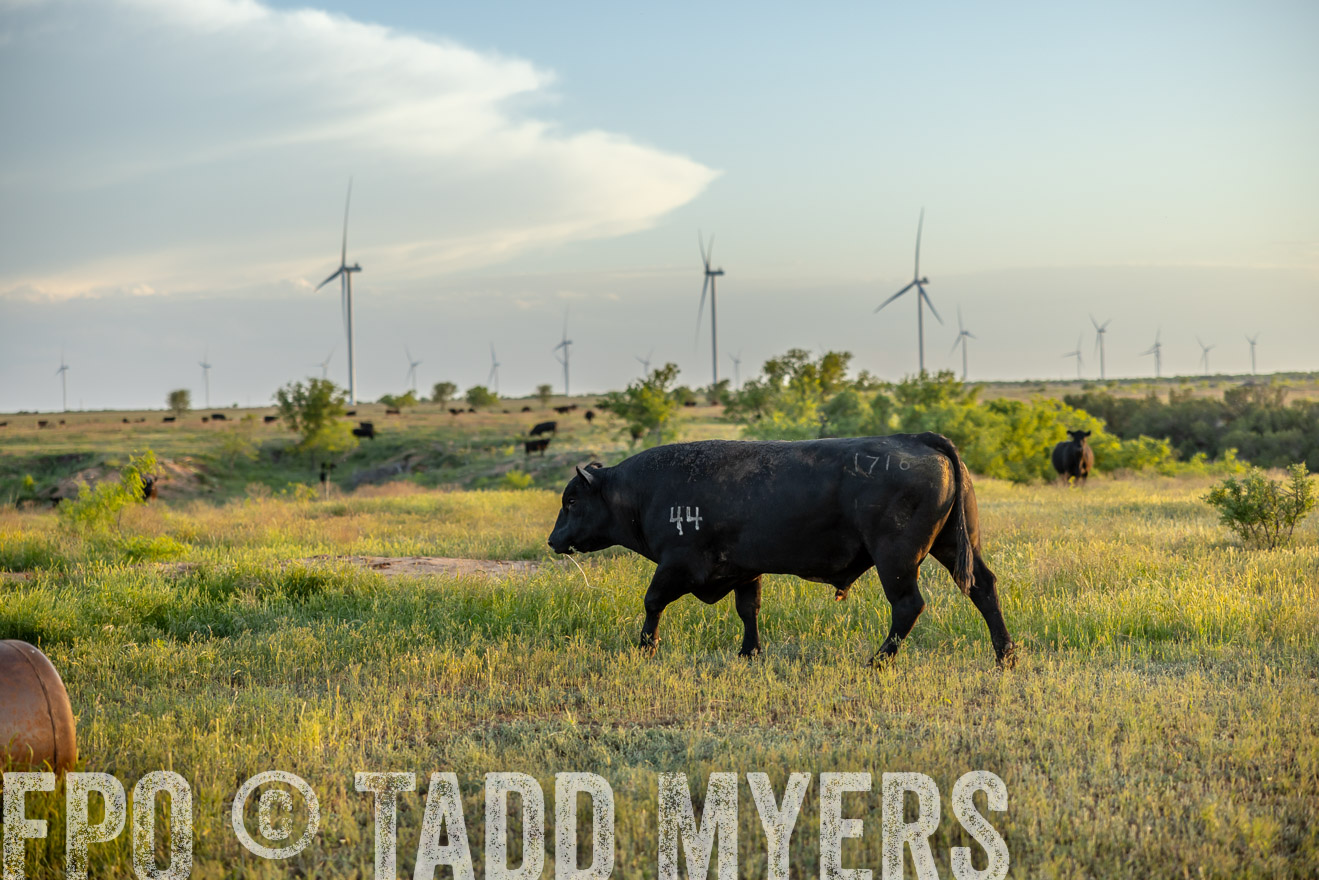 TMyers_PP_CircleBarRanch_TruscottTX_April2024-519600