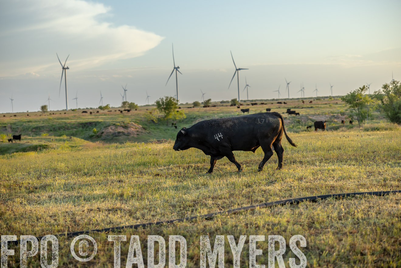 TMyers_PP_CircleBarRanch_TruscottTX_April2024-519605