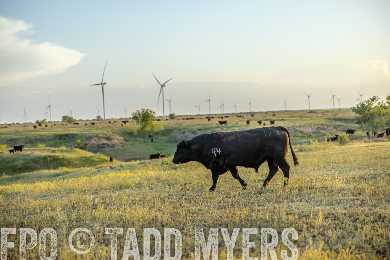 TMyers_PP_CircleBarRanch_TruscottTX_April2024-519607
