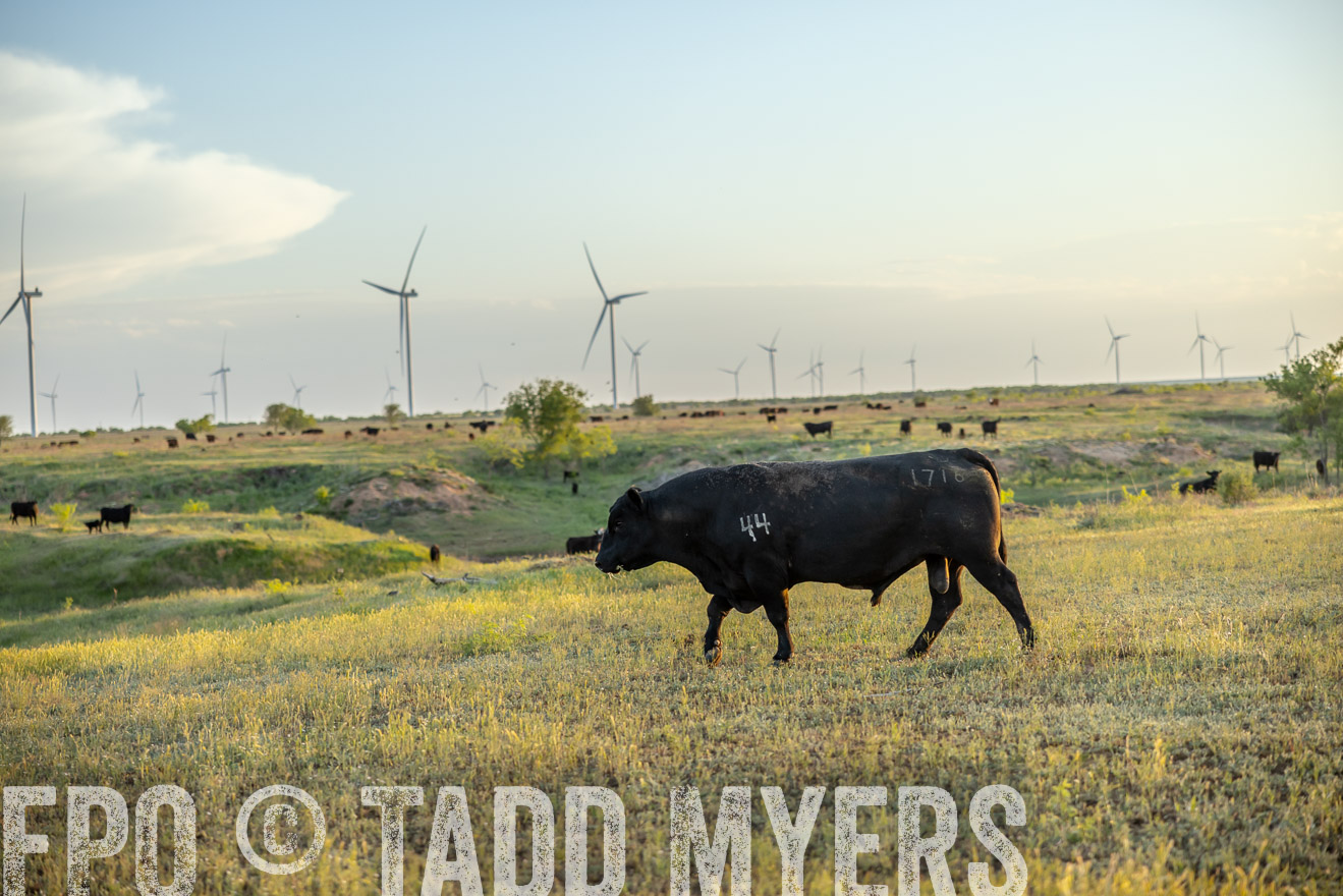 TMyers_PP_CircleBarRanch_TruscottTX_April2024-519608