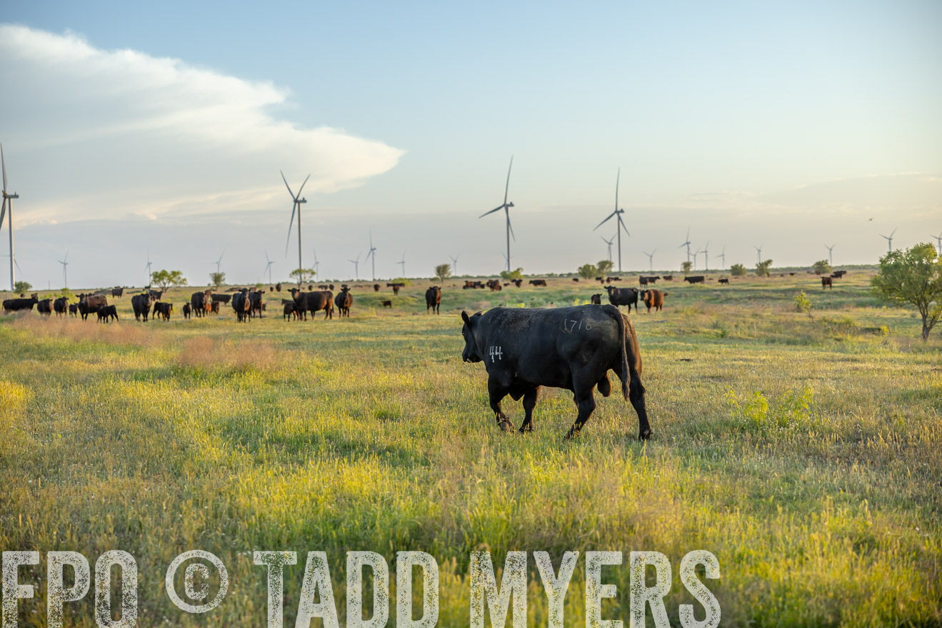 TMyers_PP_CircleBarRanch_TruscottTX_April2024-519632